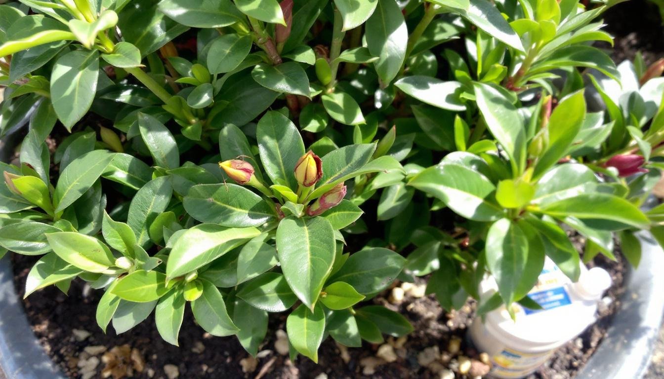 découvrez nos conseils pratiques et astuces efficaces pour faire refleurir votre azalée d’intérieur. apprenez à prendre soin de cette plante et profitez de belles floraisons toute l’année !